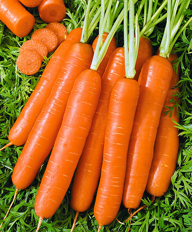 Морковь Романс F1 1,6-1,8 мм(1000000шт)