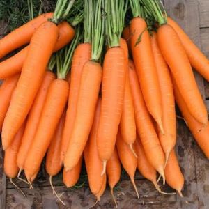 Морковь Сиркана F1 1,4-1,6 мм(25000шт)
