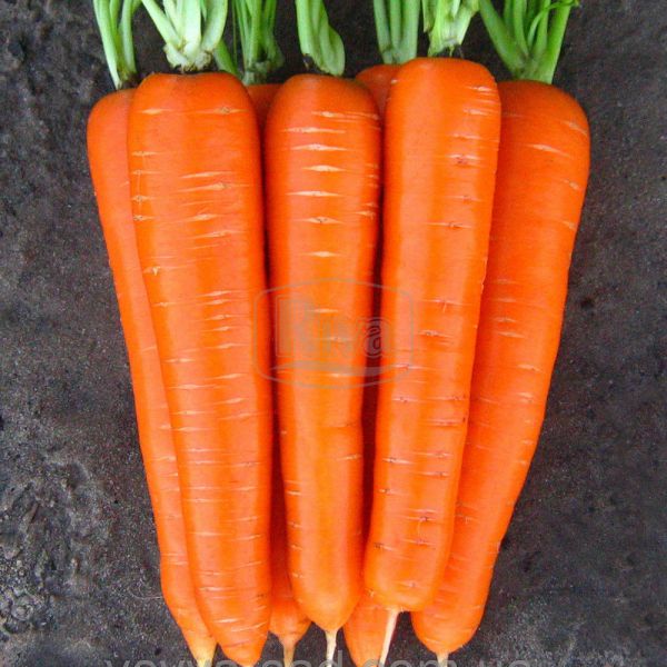 Морковь Колтан F1 1,6-1,8 мм(1000000шт)