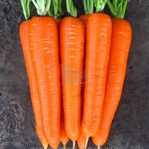 Морковь Колтан F1 1,8-2,0 мм(100000шт)