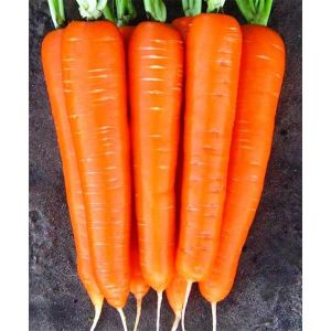 Морковь Лагуна F1 1,4-1,6 мм(100000шт)