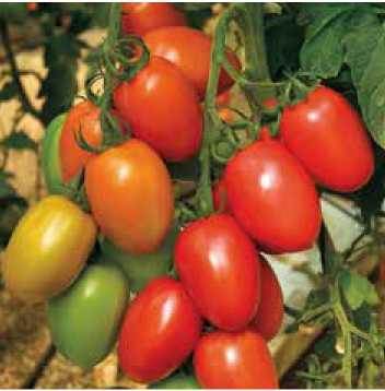 Сливовидный томат Гранадеро F1 | Granadero